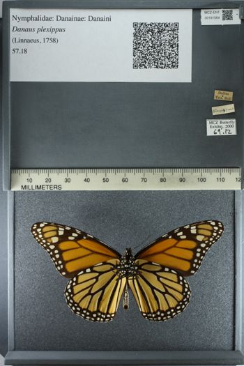 Media type: image;   Entomology 181564